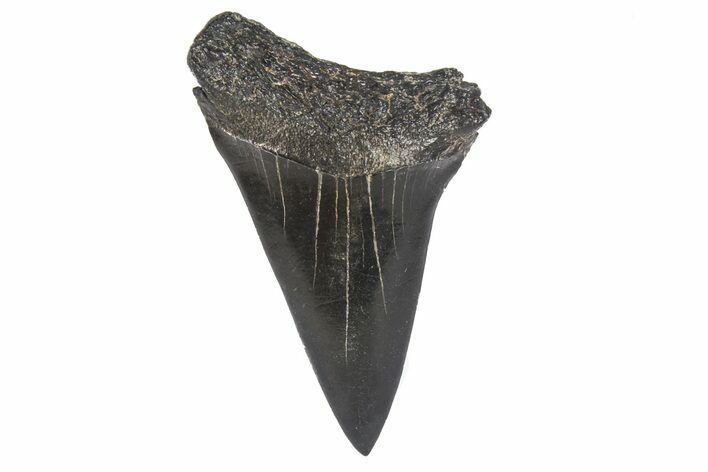 Fossil Mako Shark Tooth - Georgia #75052